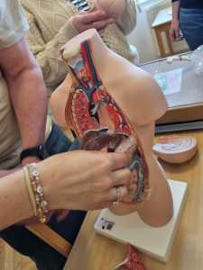 Körper-Organ-Modell